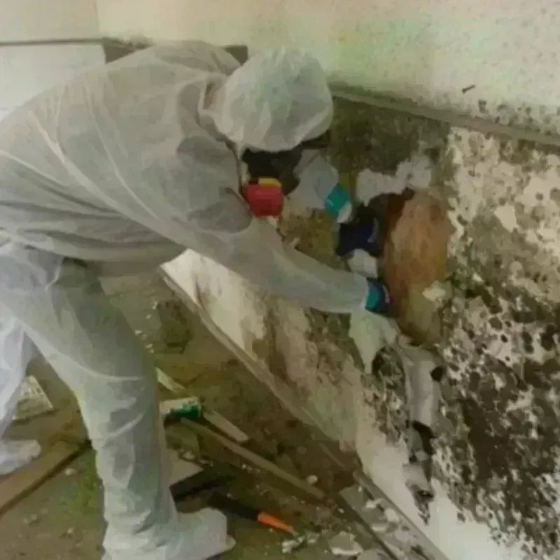 Mold Remediation and Removal in Balfour, NC